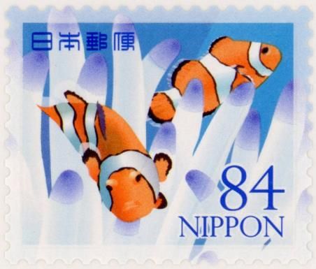 Ocellaris Clownfish (Amphiprion ocellaris)