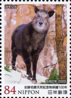 Kamoshika / Japanese Serow (Capricornis crispus)