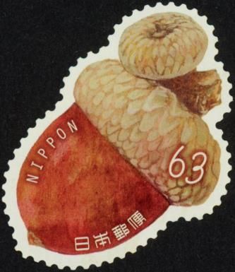 Acorn