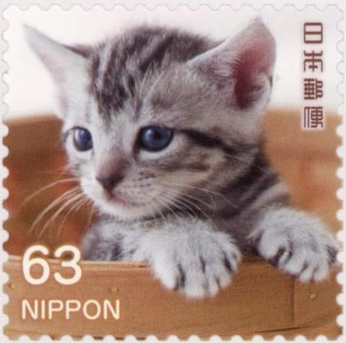 Kitten