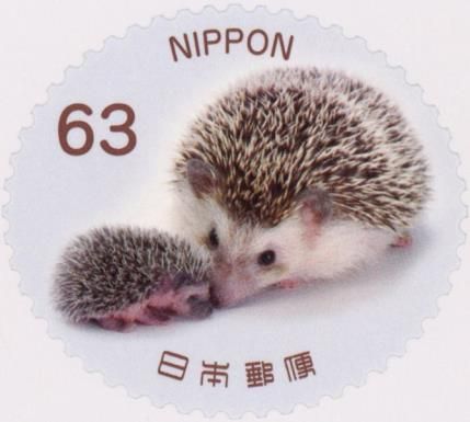 Baby Hedgehogs