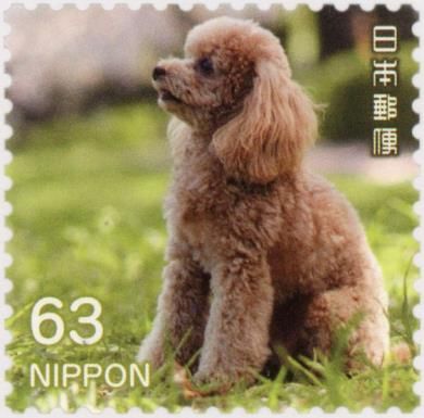 Toy Poodle Puppy