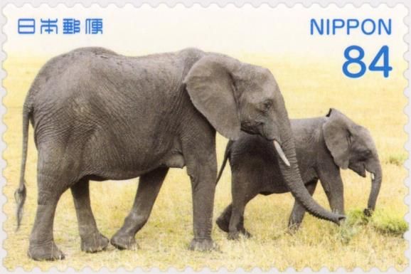 Adult and Young Elephant