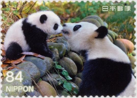 Adult and Young Panda