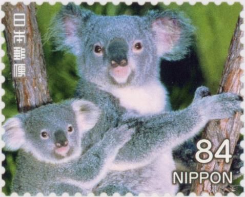 Adult and Young Koala