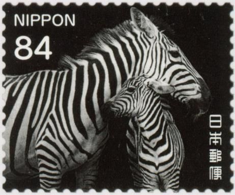 Adult and Young Zebra