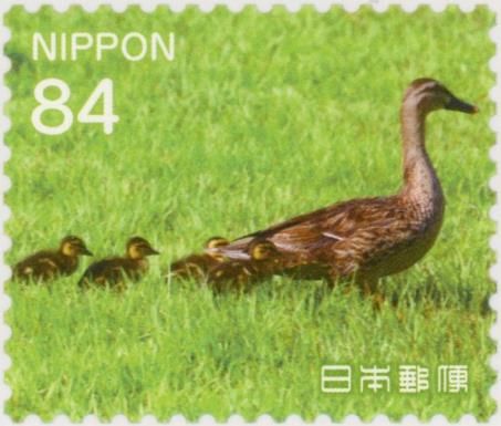Adult and Young Ducks