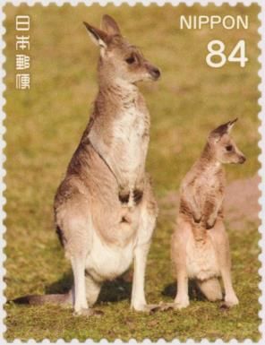 Adult and Young Kangaroo