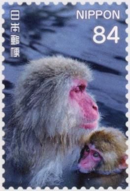 Adult and Young Japanese Macaque