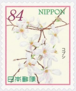 Kobushi Magnolia (Magnolia kobus)
