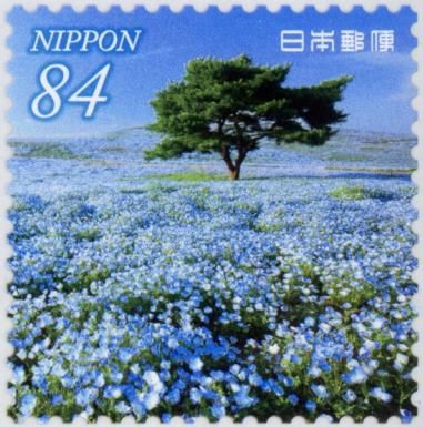 Nemophila in Hitachi Seaside Park (Ibaraki Prefecture)