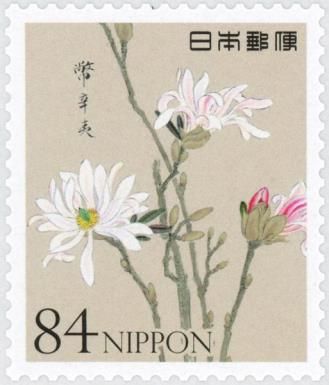 Kobushi Magnolia (Magnolia kobus)