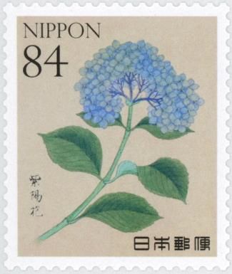Bigleaf Hydrangea (Hydrangea macrophylla)