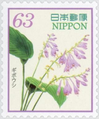 Hosta (Hosta sp.)