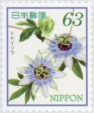 Blue Passionflower (Passiflora caerulea)