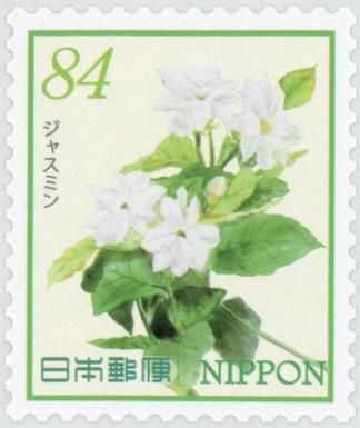 Jasmine (Jasminum sp.)