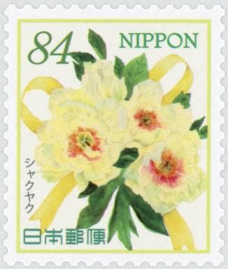 Chinese Peony (Paeonia lactiflora)