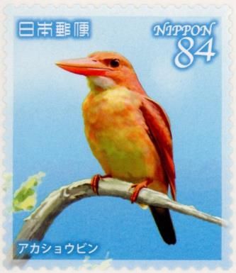 Ruddy Kingfisher (Halcyon coromanda)​