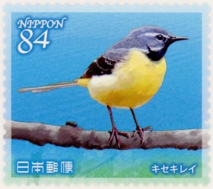 Grey Wagtail (Motacilla cinerea)