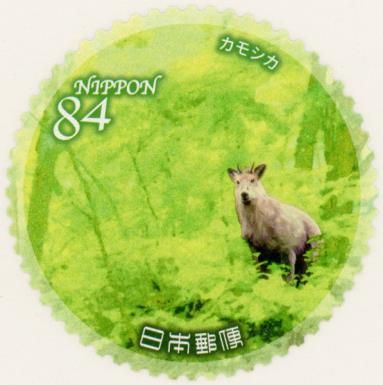 Japanese Serow (Capricornis crispus)