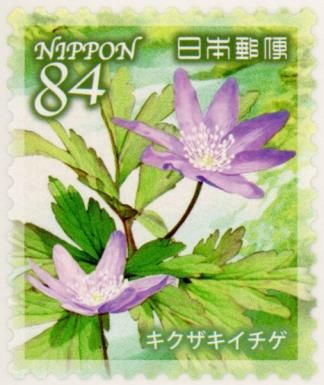 Kikuzaki Ichige (Anemone pseudoaltaica)