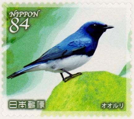 Blue-and-white Flycatcher (Cyanoptila cyanomelana)