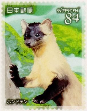 Japanese Marten (Martes melampus)