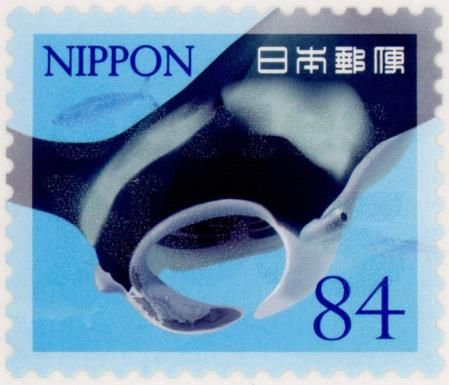 Reef Manta Ray (Mobula alfredi)​