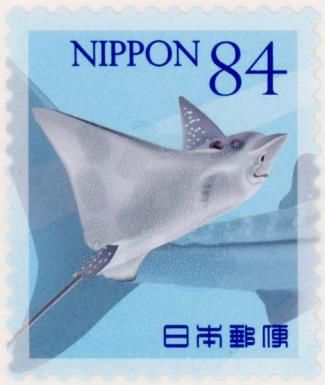 Spotted Eagle Ray (Aetobatus narinari)