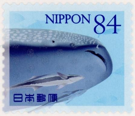 Whale Shark, Live Sharksucker (Echeneis naucrates)