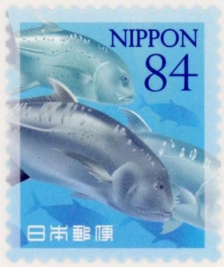 Giant Trevally (Caranx ignobilis)