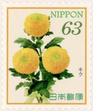 Chrysanthemum (Chrysanthemum morifolium)