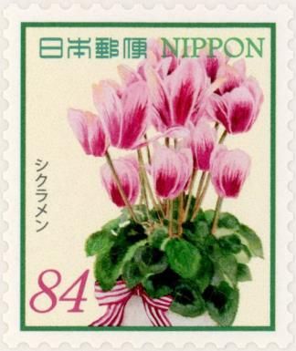 Cyclamen (Cyclamen persicum)