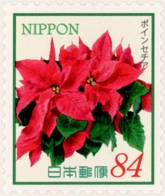 Poinsettia (Euphorbia pulcherrima)