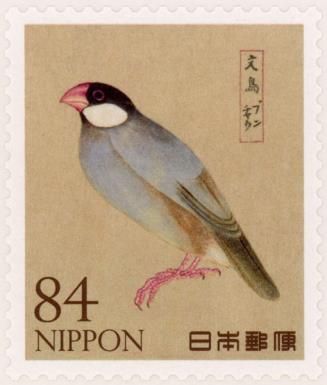 Java Sparrow (Padda oryzivora)