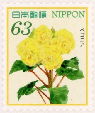 Begonia