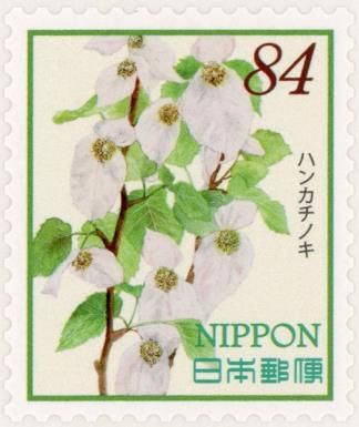 Handkerchief Tree Blossoms (Davidia involucrata)