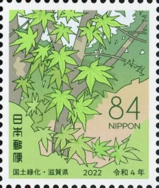 Acer palmatum