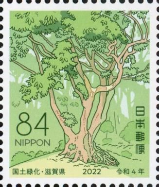 Quercus acuta
