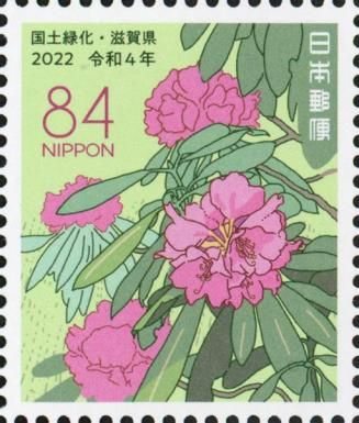 Rhododendron