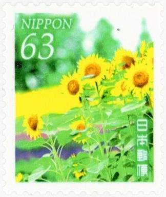 Sunflowers (Helianthus annuus)
