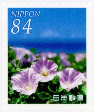 Seaside Japanese Bindweed (Calystegia japonica)