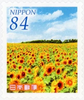Field of Sunflowers (Helianthus annuus)