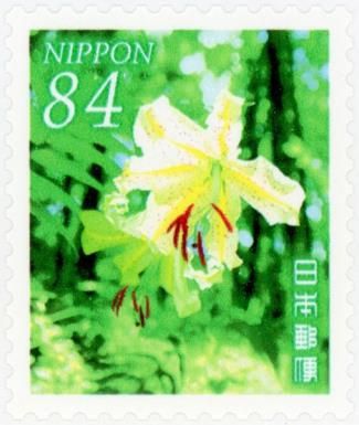 Golden-rayed Lily (Lilium auratum)