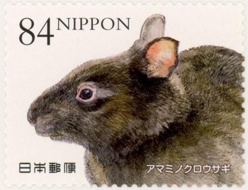 Amami Rabbit