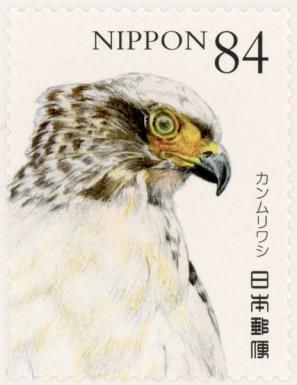 Crested Serpent Eagle