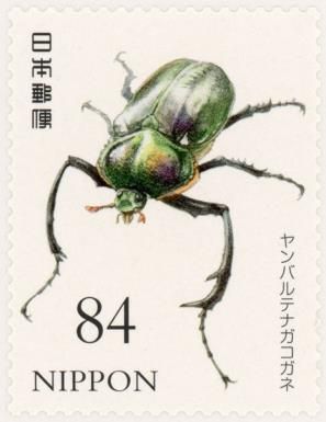 Yanbaru Long-Armed Scarab Bettle