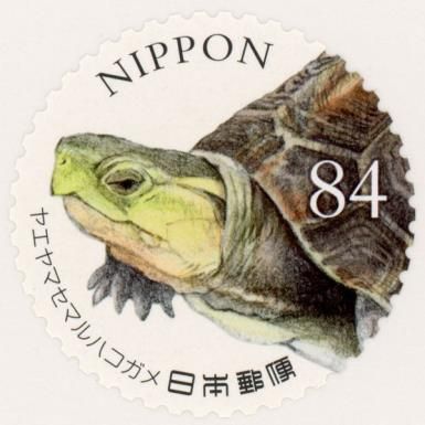 Giant Box Turtle