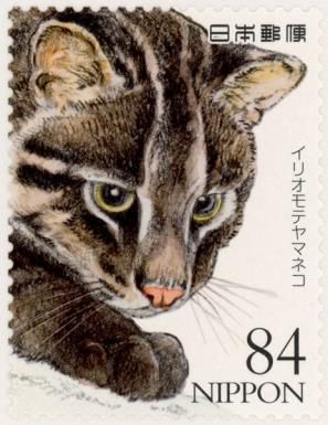 Iriomote Cat (Prionailurus bengalensis iriomotensis)