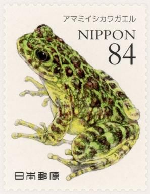 Amamiishikawa Frog